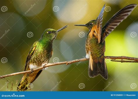 Two Buff Tailed Coronet Hummingbirds Mindo In Ecuador Stock Image