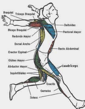 Análisis biomecánico del remate de voleibol 2 3 Grupos musculares que