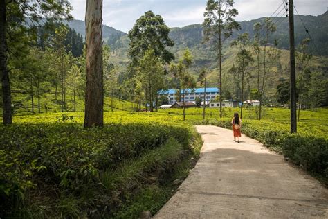 Exploring Tea Estates in Nuwara Eliya | The Vacation Gateway