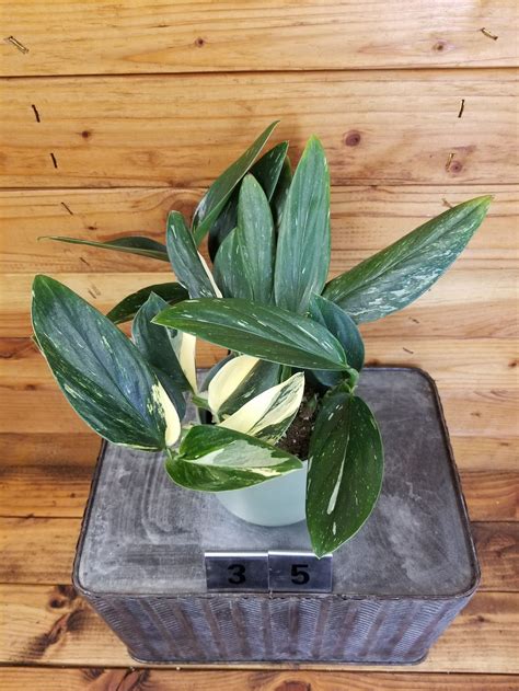 Monstera Standleyana Aurea Variegata Pick Your Plant Plant Etsy