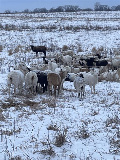 hair sheep 5