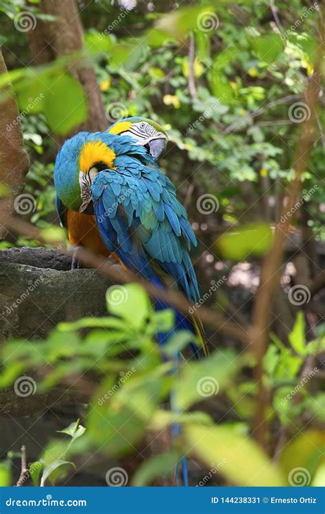 Pair of big Macaws stock image. Image of endangered - 144238331