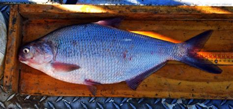 American Gizzard Shad Fish Of Point Pelee National Park Of Canada