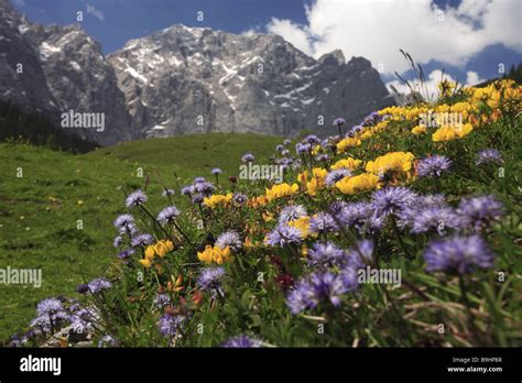 Österreich Tirol Karwendelgebirge Blume Wiese Grubenkar obere Feder