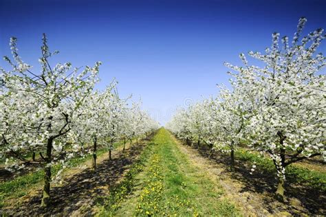 Orchard In Bloom Flowering Apple Trees Stock Image Image Of