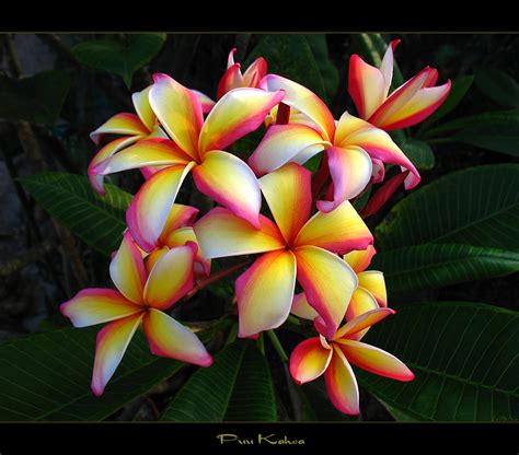 Hawaiian Flowers The Plumeria Puu Kahea Here Is The Plum Flickr