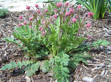 Geum Triflorum 1 Prairie Smoke Scioto Gardens Nursery