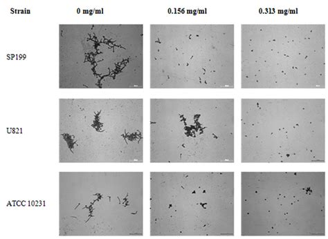 Eugenol Affects The Germ Tube Formation And Cell Adhesion Of Candida