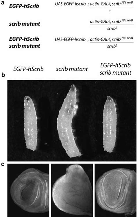 EGFP HScrib Suppresses The Giant Larvae Phenotype And Neoplastic