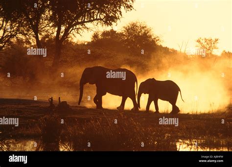 Silhouette Of An African Elephant Loxodonta Africana Mother And Calf