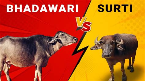 Surti Vs Bhadawari Buffalo YouTube