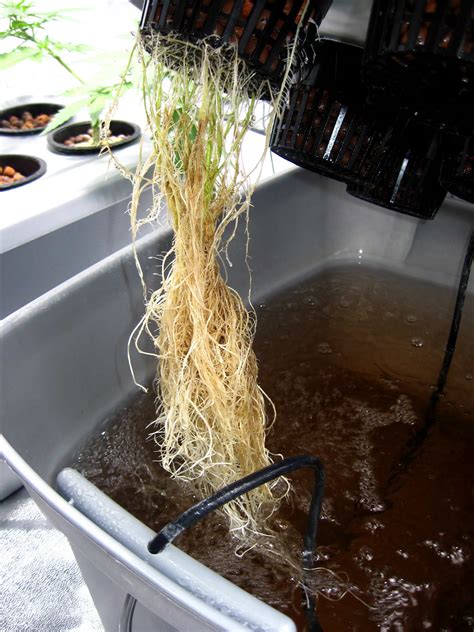 How to Get Rid of Root Rot | Grow Weed Easy