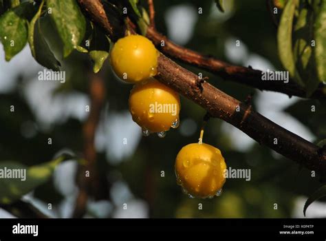 The Yellow plum Stock Photo - Alamy