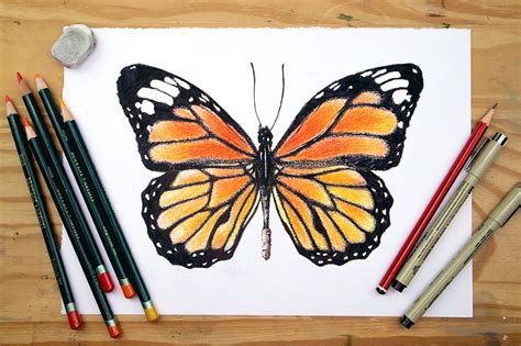 Monarch Butterfly Flying Sketch