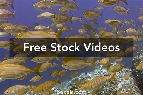 Deep Diving Videos, Download The BEST Free 4k Stock Video Footage ...