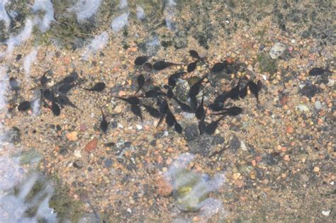 A Life In The Gutter Asian Toad Incidental Naturalist