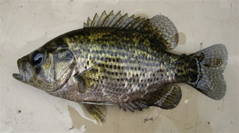 Rock Bass Ohio Fish Guide