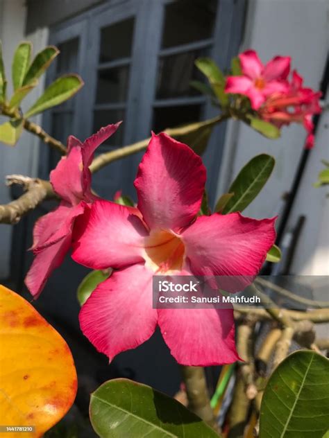 plumeria frangipani cambodia flower bunga kamboja stock photo