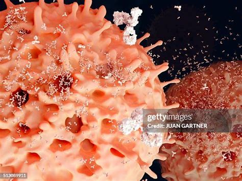 181 Plasma Cells Stock Photos, High-Res Pictures, and Images - Getty Images