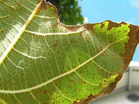 Ferrugem Nas Plantas O Que Como Evitar E Tratar A Doen A Alochapada