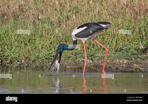 A Male Black Necked Stork Has Caught A Barramundi Northern Territory