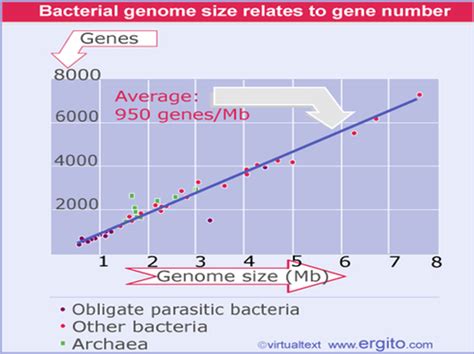 Microbial Genetics Lec 2 Cihlar Micro Flashcards Quizlet