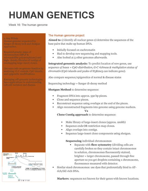 The Human Genome Summary Human Genetics Week 16 The Human Genome The Human Genome Project