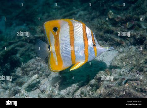 Beaked Copper Banded Butterflyfish Chelmon Rostratus In Coral Reef