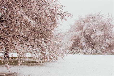 Spring flurries in Tokyo bring a rare sight of snow and cherry blossoms