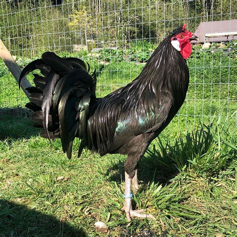 Discover The World S Rarest Chicken Breeds Unveiling Unique Feathered