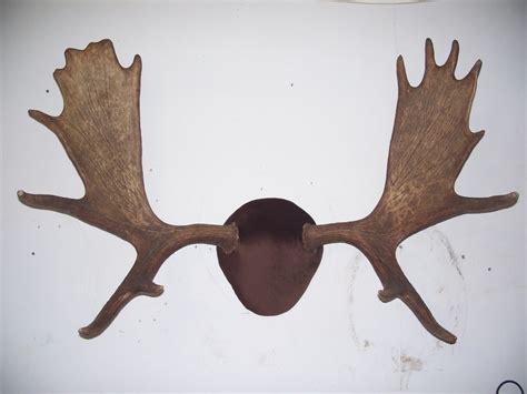 Moose Antler Mount Callan Taxidermy