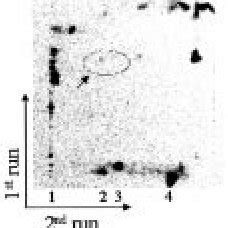 Electron Microscopic Autoradiography Of Cultured Human Broblasts Fed