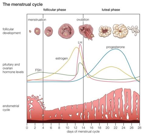 Ovarian Hormonal Cycle Glow Community