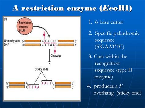 Restriction enzyme recognition sites are palindromic - mhfilo