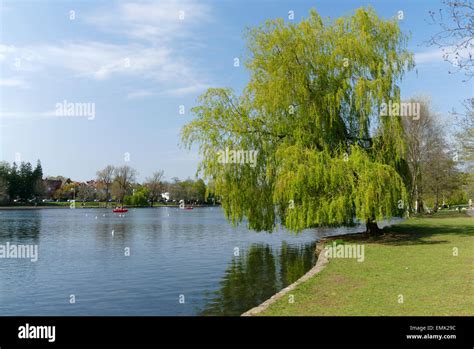 Willow Tree Roath Park Lake Cardiff South Wales Uk Stock Photo Alamy