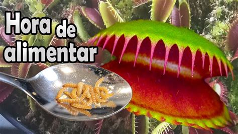 C Mo Alimentar A Las Plantas Carn Voras Venus Atrapamoscas Youtube