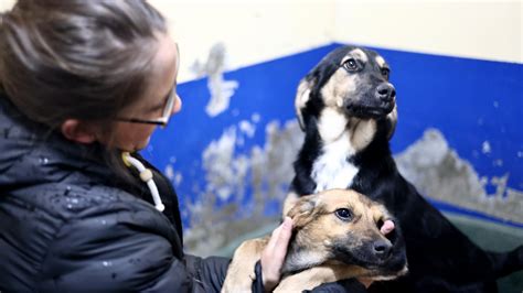 Alltag Statt Festliches Weihnachten Im Tierheim Velbert