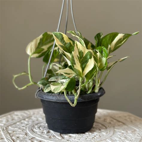 White Pothos in 14cm Pot – Buy Indoor Plant in Egypt – Kaynuna.co