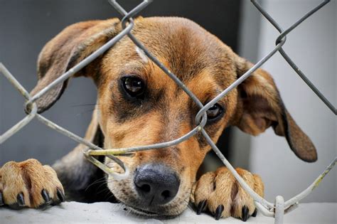 Parque Infantil recebe feira de adoção de animais Saiba como adotar um