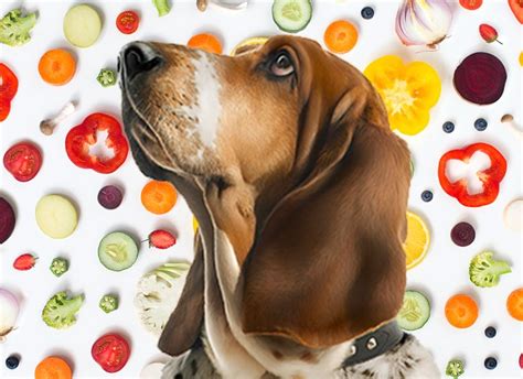 What Vegetables Can Dogs Eat 19 To Go For And 8 To Avoid