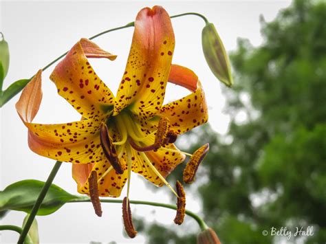 Turk's-cap lily - Betty Hall Photography