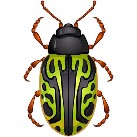 Insect Calligraa Serpentina Kever Vector Illustratie Illustration Of