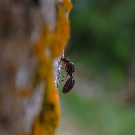 Pin von learnaboutnature auf Terrestrial Animals