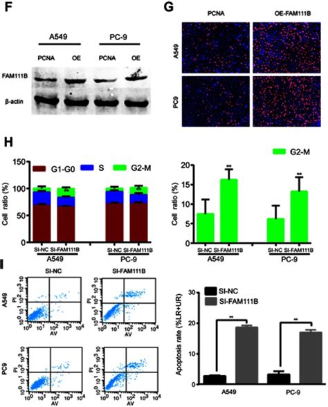 Fam B A Direct Target Of P Promotes The Malignant Process Of Lung