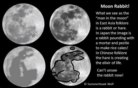 The Rabbit In The Moon