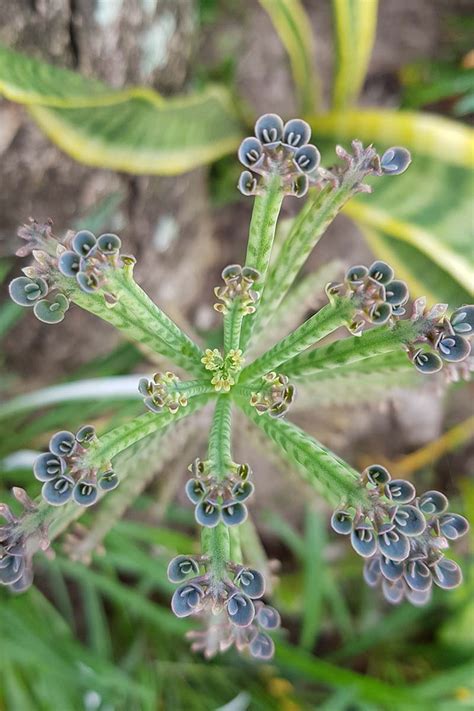 How To Grow And Care For Mother Of Millions Chandelier Plants