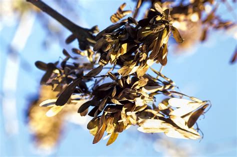 Free Images Tree Nature Branch Wood Sunlight Leaf Bloom Summer