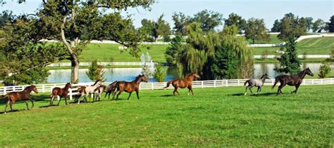 Horse Farms for Sale in Kentucky - HorseKY