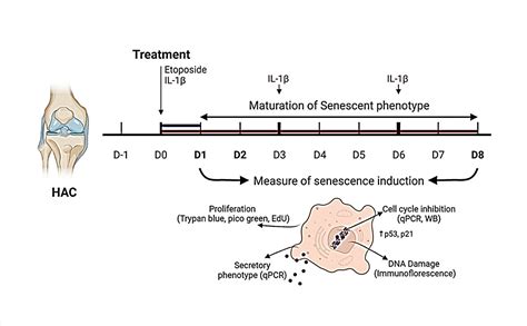 Dna Damage Induced Senescence Model In Osteoarthritic Chondrocytes