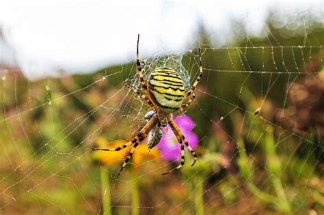 Wasp Spider Web - Free photo on Pixabay - Pixabay